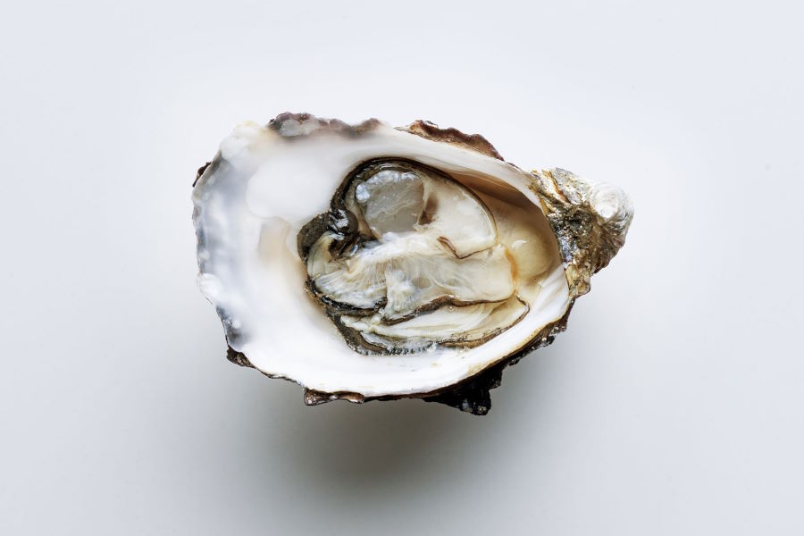 An oyster, providing Zinc for Female and Male Fertility